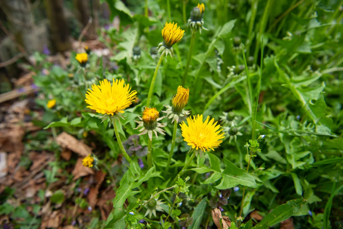 Nahaufnahme eines Löwenzahns in einem Garten.